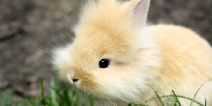1920x1200 Rabbit HD Wallpapers Backgrounds Wallpaper | Cute bunny pictures