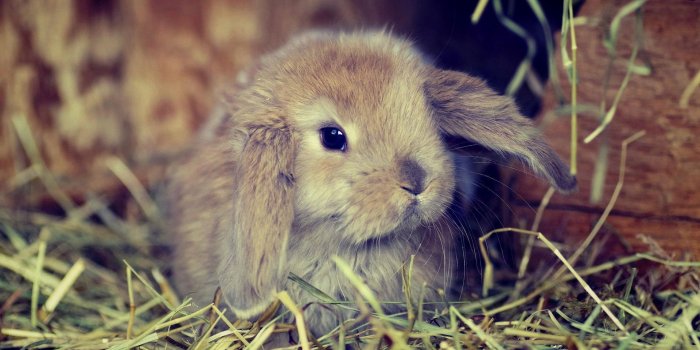 1920x1080 1920x1080 Cute fluffy bunny Wallpaper | Bunny wallpaper, Animals