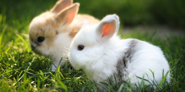 1600x900 Bunnies - Rabbits Wallpaper (40609227) - Fanpop