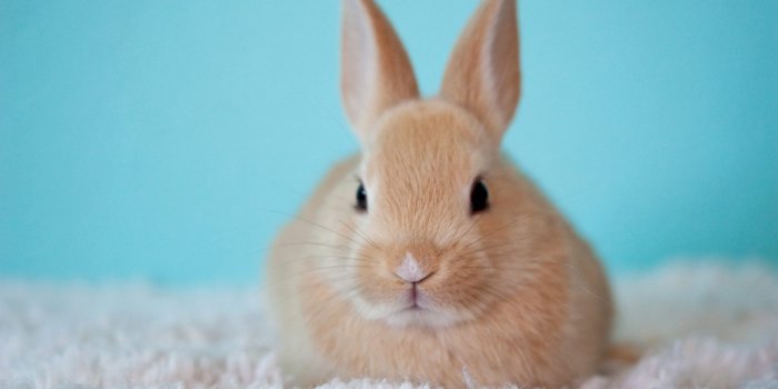 2560x1707 Free image Cute Baby Bunny Rabbit hare face whiskers Wallpaper