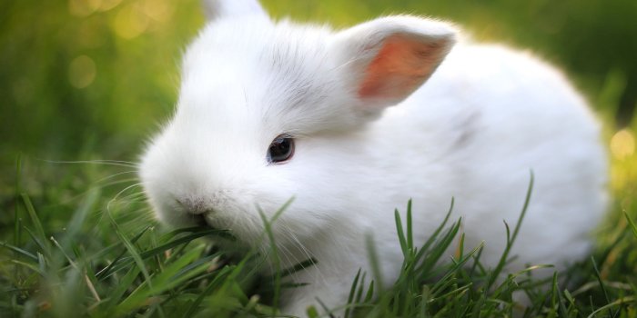 2560x1440 Cute Bunny Wallpaper 718049 - Baby White Rabbit Cute, Hd