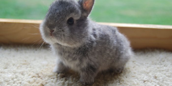 3872x2592 Download Free Baby Bunny Wallpaper Free Baby Bunny - Domestic