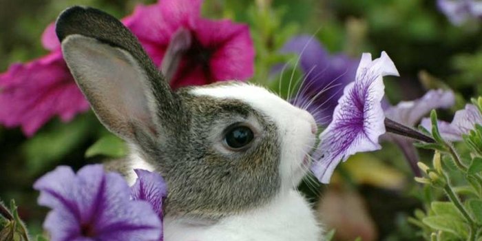 1024x768 Baby Bunny Wallpapers Wallpapers HD Fine Desktop Background