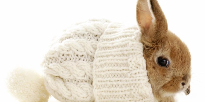 1920x1200 Cute Baby Bunnies Wallpaper Pc – Background Wallpaper HD