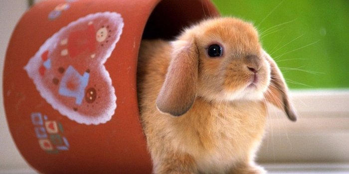 1024x768 Cute Baby Bunny Rabbits Wallpapers - Cute Bunnies, Hd Wallpapers