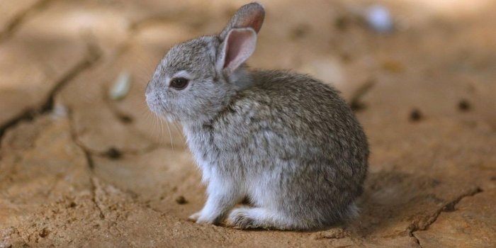 1440x900 Cute Baby Rabbits Wallpaper Downloads - Baby Rabbit (#2010980