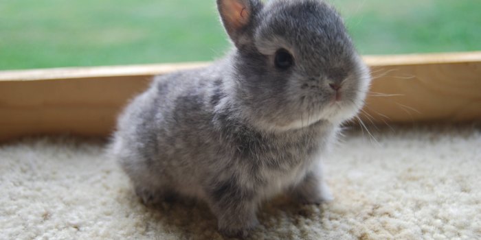 3872x2592 Baby Bunny Wallpapers - Top Free Baby Bunny Backgrounds