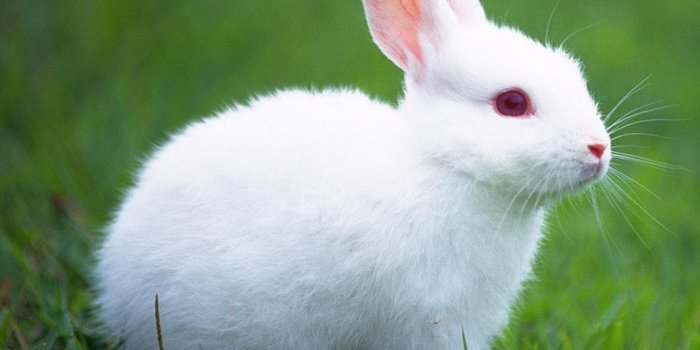 2160x1920 31+] Cute White Baby Rabbits Wallpapers on WallpaperSafari