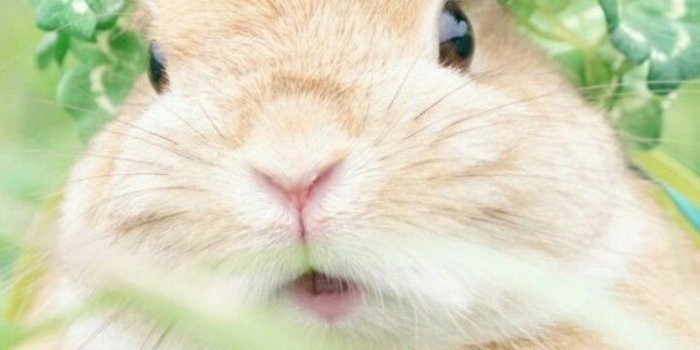 720x1280 animals, baby, baby bunny, background, beautiful, beauty, bunny