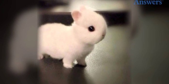 1280x720 10 Most Popular Cute Baby Bunny Images Full Hd 1920×1080 - Worlds