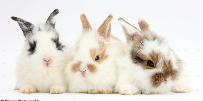 1571x834 Wallpapers For Gt Cute Baby Bunny Wallpaper | plussizesdress