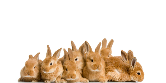 1280x800 Baby Bunny Wallpaper , (40+) Pictures