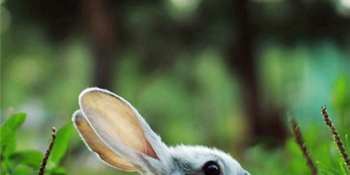 1080x1920 Baby Bunny Wallpaper (67+ images)