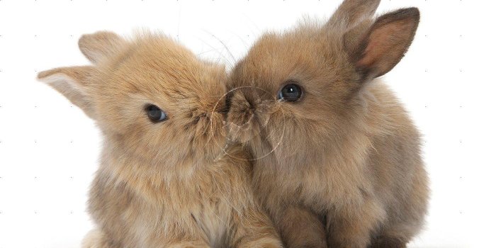 1400x936 Baby Bunny Wallpapers