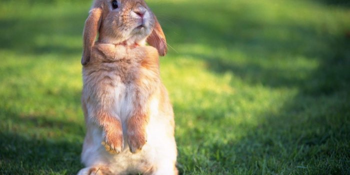 1600x1000 Baby Bunny Wallpapers - Top Free Baby Bunny Backgrounds