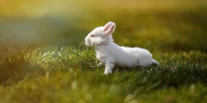 1332x850 Wallpaper baby, background, nature, rabbit, white, hare, albino