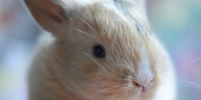 1440x1280 Baby bunny wallpaper by AmbitiousMan - 51 - Free on ZEDGE™