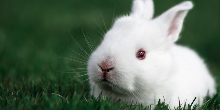 2048x1356 white, Rabbit, Rabbit, Bunny, Baby, Easter Wallpapers HD / Desktop