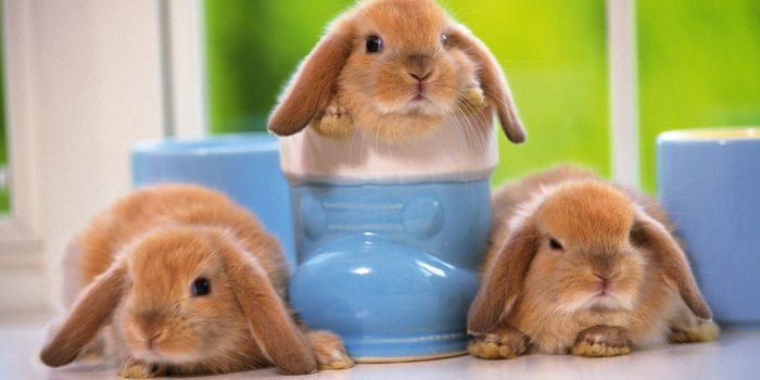 1920x1200 Baby Bunny Wallpaper ·① WallpaperTag