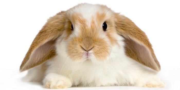 1280x800 Baby Bunny Wallpapers