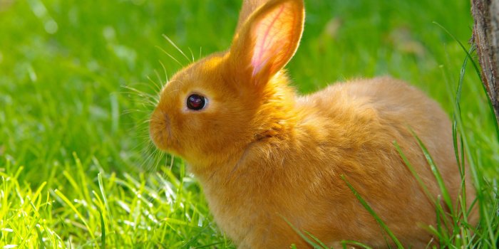 2880x1800 Baby Bunny Wallpaper HD