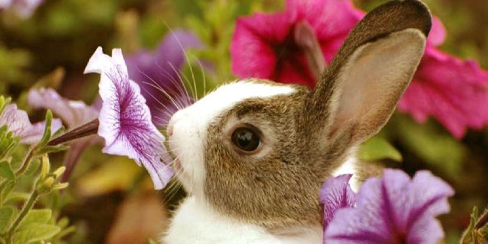 1280x1024 Best 56+ Bunny Wallpaper on HipWallpaper | Bunny Wallpaper, Spring
