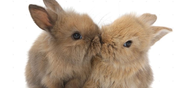 1330x842 Free download Cute Baby Bunny Rabbit Wallpaper Backgrounds