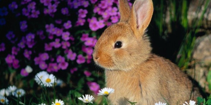 1024x768 animal bunny baby bunny – Animals Other HD Desktop Wallpaper
