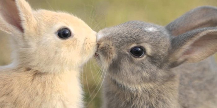 1920x1080 Wallpapers Of Bunnies posted by Ethan Tremblay