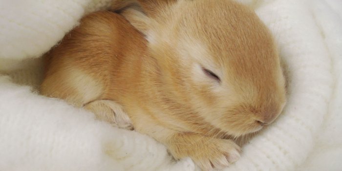 1920x1201 Download Baby Bunny Picture - Domestic Rabbit, Download Wallpapers