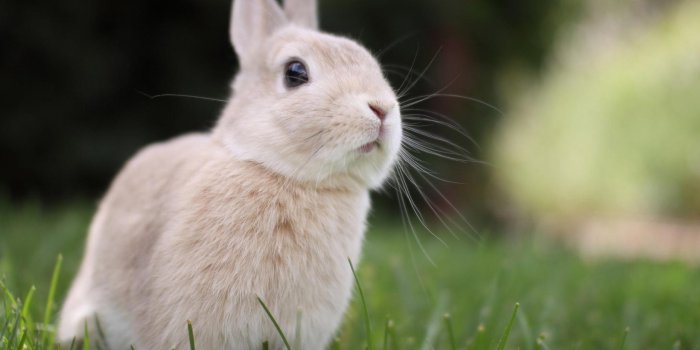 1680x1050 Hd Bunny Rabbit Cute Free Desktop Wallpaper - Bunny Hd - 1680x1050