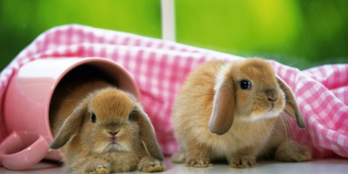 1920x1200 Bunnies - Rabbits Wallpaper (40609212) - Fanpop