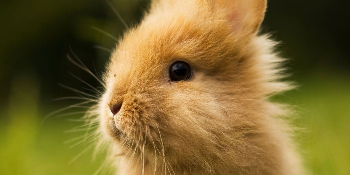 1920x1080 cute-baby-bunny-wallpaper-hq-begs7 | RISD|CE Wordpress 2016