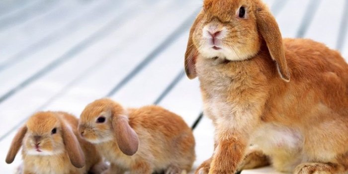 1024x768 Rabbit With Baby Rabbits (#2011532) - HD Wallpaper & Backgrounds