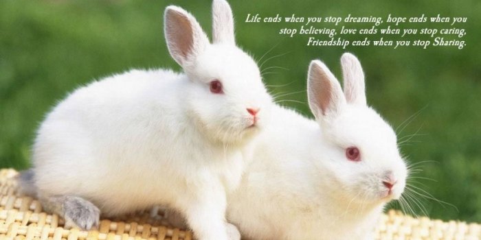 1024x768 HD Cute Baby Bunnies Hd Wallpapers Wallpaperscute Newborn Baby