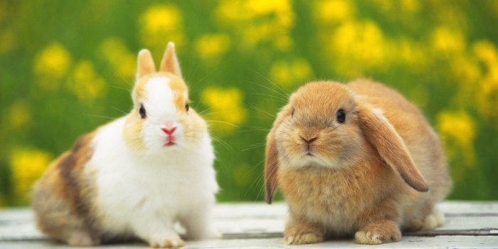 1440x900 Cute White Baby Rabbit Background Wallpaper 19281 - Baltana