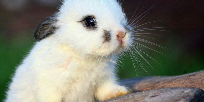 1920x1200 Cute Baby Rabbit HD Wallpaper #06100 | | wallpaperspick.com