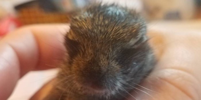 960x1280 Baby bunny wallpaper by NaomiDweck - 8e - Free on ZEDGE™