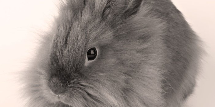1920x1080 Gray, Baby, Bunny, Fluffy HD wallpaper | Wallpaper Flare