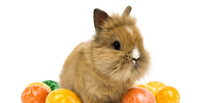 5200x3640 rabbit, Holidays, Easter, Eggs, Animals, Baby Wallpapers HD