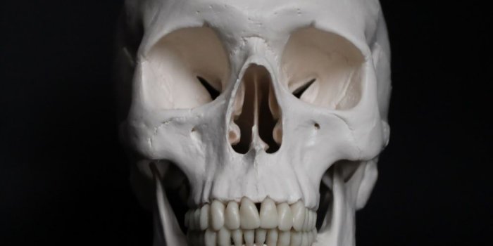 1000x1500 Skull Pictures | Download Free Images on Unsplash