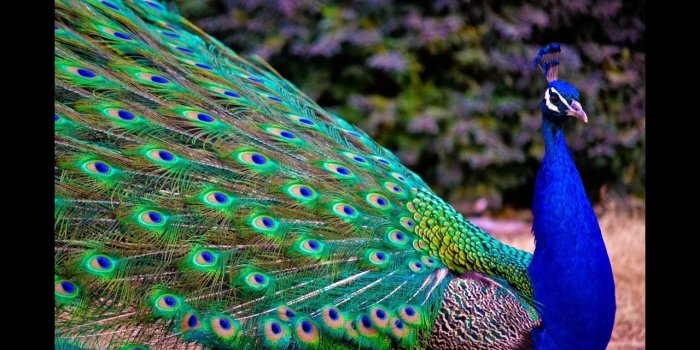 1280x720 Beautiful Peacock dance in rain