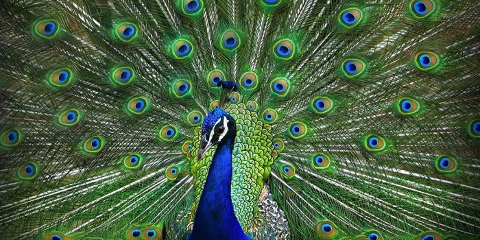 1024x768 The Exotic Peacock – Pitara Kids Network