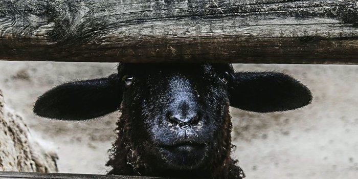 1000x800 Black Sheep Pictures | Download Free Images on Unsplash