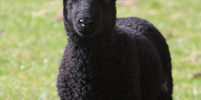 970x970 Black Sheep Wallpapers - Top Free Black Sheep Backgrounds