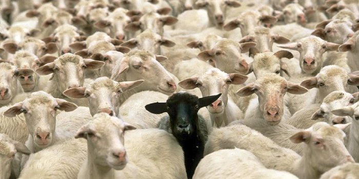 1440x900 Why Being a Black Sheep is the Only Way to Become a Billionaire