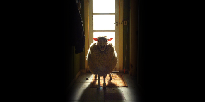 1920x1200 1 Black Sheep (2006) HD Wallpapers | Background Images - Wallpaper