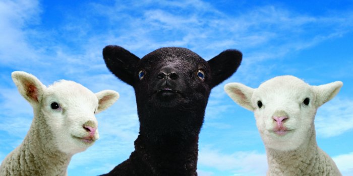 2000x1000 Desktop Wallpaper Black Sheep #h524258 | Animals HD Images