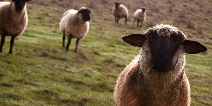 2560x1600 White and black sheep, sheep HD wallpaper | Wallpaper Flare