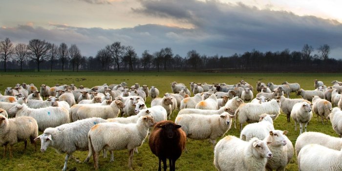 1600x1200 Animals Black Sheep Animals Picture National Geographic Wallpapers